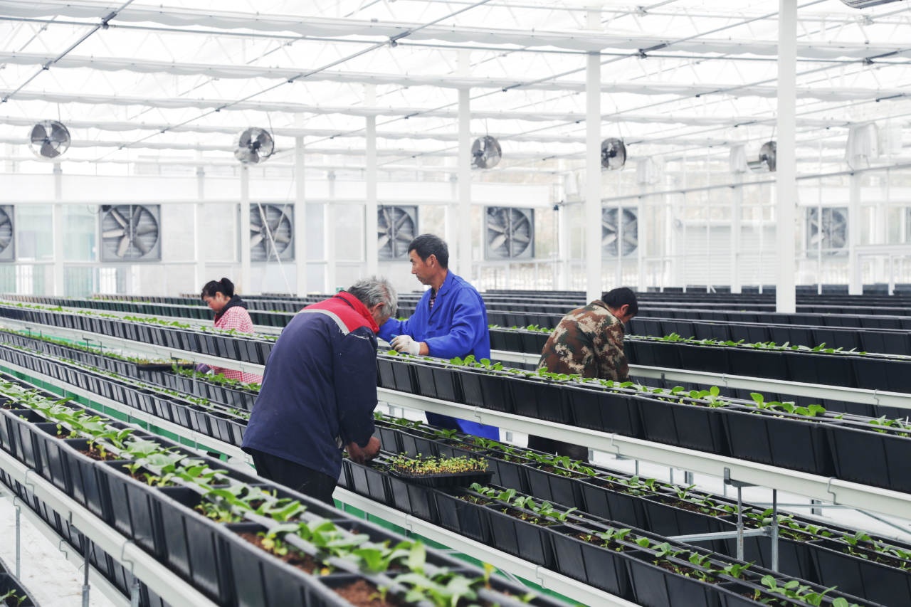 嵊泗县海岛农业新突破：泗礁岛生态农业产业园每年保供400吨蔬菜，解决鲜蔬外运难题  第2张