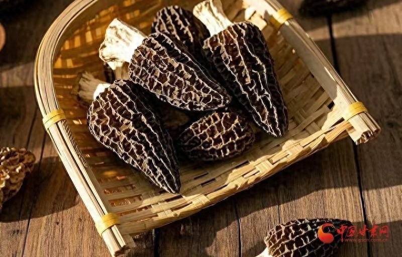 寒冬中的奇迹：陇南郭河乡羊肚菌如何从沉睡农田中孕育丰收希望？
