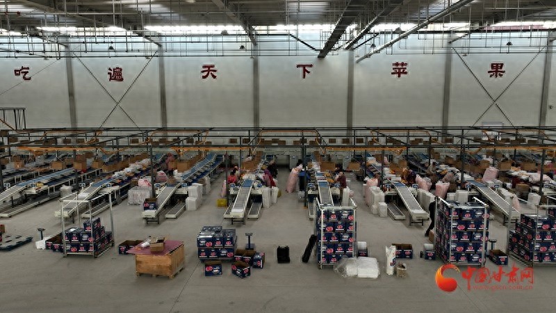 静宁苹果产地冷链物流园：科技助力300吨苹果高效分拣，创造350个就业岗位