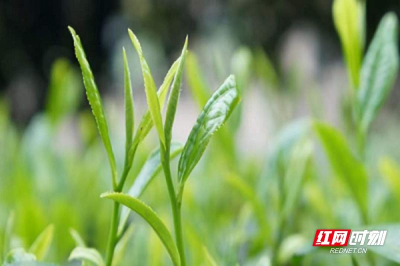 湖南农业大学教授亲授：86名茶农如何掌握茶叶精制加工技术，推动桂东茶产业高质量发展  第2张