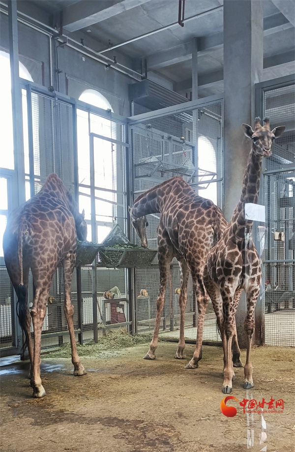 兰州野生动物园如何让动物们温暖过冬？揭秘大功率空调、暖风炮等保暖措施  第2张