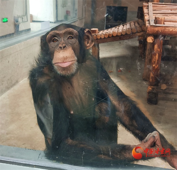 兰州野生动物园如何让动物们温暖过冬？揭秘大功率空调、暖风炮等保暖措施  第3张