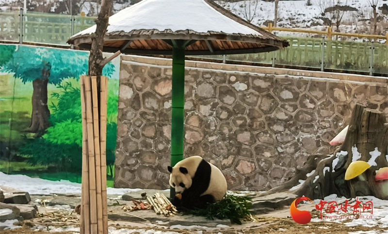 兰州野生动物园如何让动物们温暖过冬？揭秘大功率空调、暖风炮等保暖措施  第5张