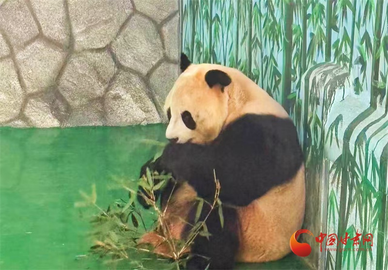 兰州野生动物园如何让动物们温暖过冬？揭秘大功率空调、暖风炮等保暖措施  第6张