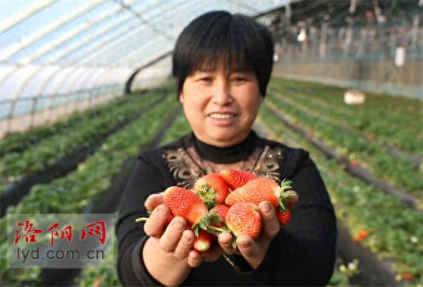 洛阳孟津区草莓采摘季：鸡蛋大小的草莓，绿色防控技术打造全链条产业模式  第1张