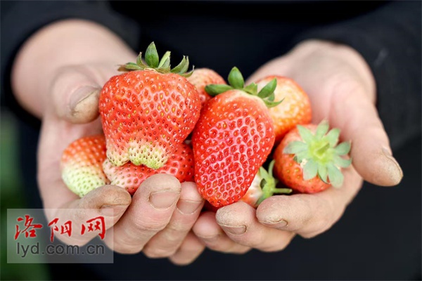 洛阳孟津区草莓采摘季：鸡蛋大小的草莓，绿色防控技术打造全链条产业模式  第2张