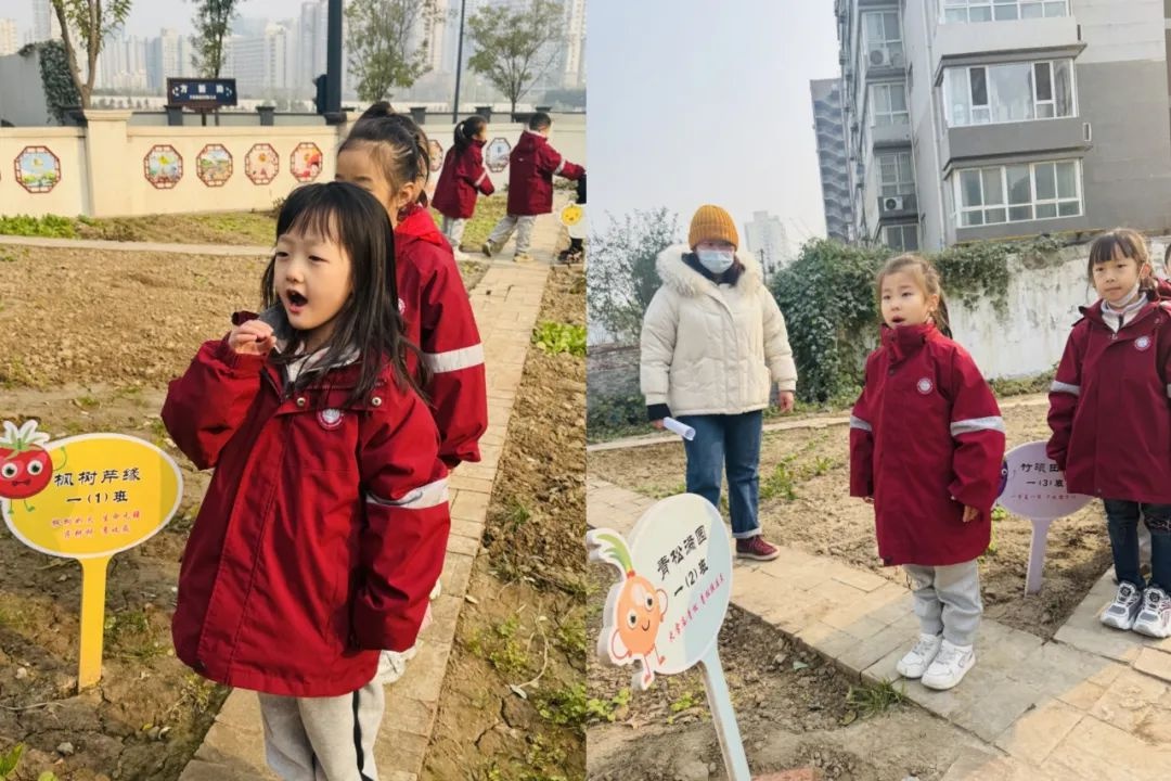西安市未央区枣园小学：数学与劳动完美结合，孩子们在农垦园里开启数学探秘之旅  第2张