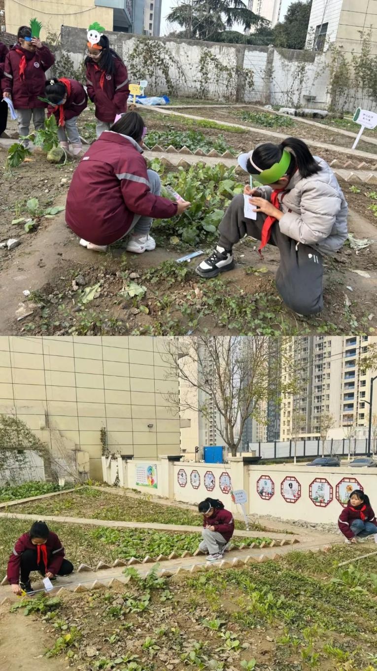 西安市未央区枣园小学：数学与劳动完美结合，孩子们在农垦园里开启数学探秘之旅  第3张