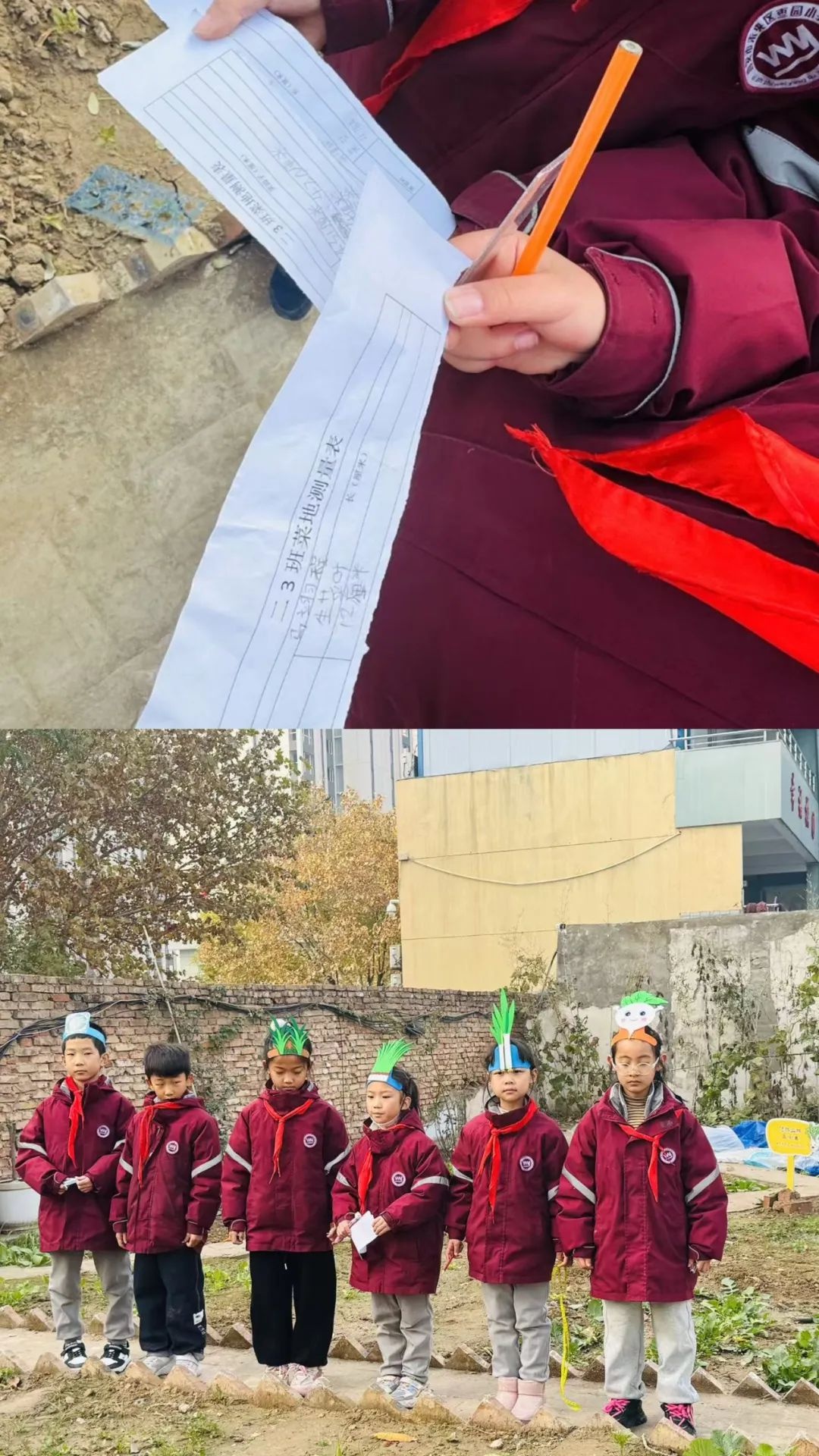 西安市未央区枣园小学：数学与劳动完美结合，孩子们在农垦园里开启数学探秘之旅  第4张