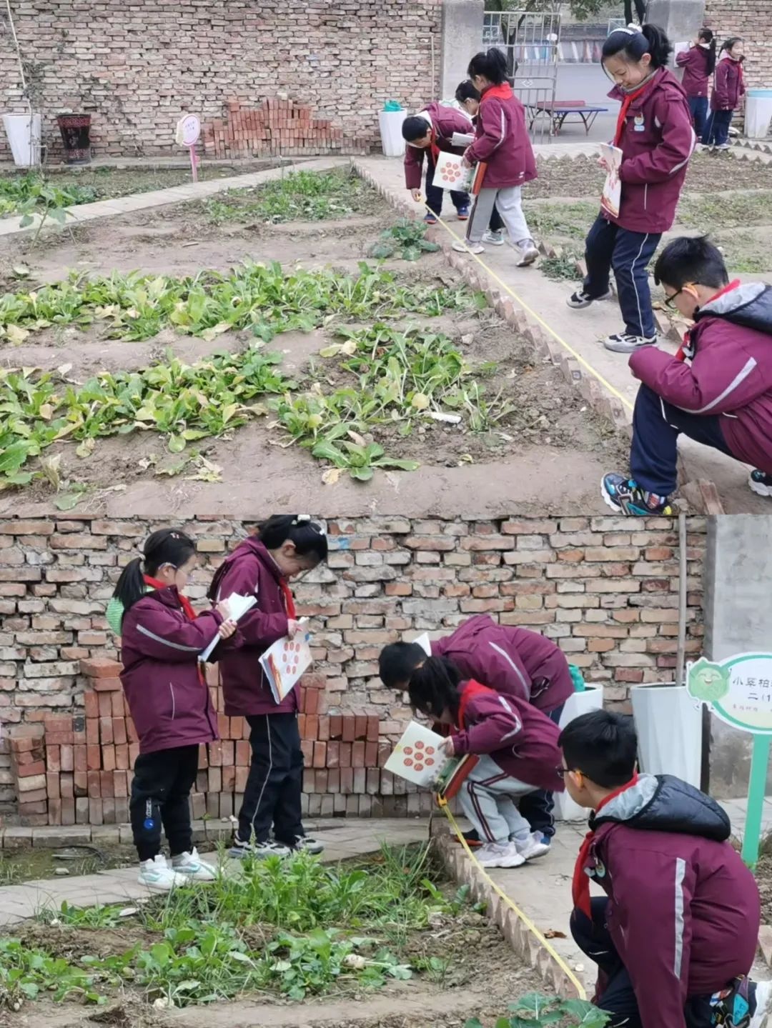 西安市未央区枣园小学：数学与劳动完美结合，孩子们在农垦园里开启数学探秘之旅  第5张