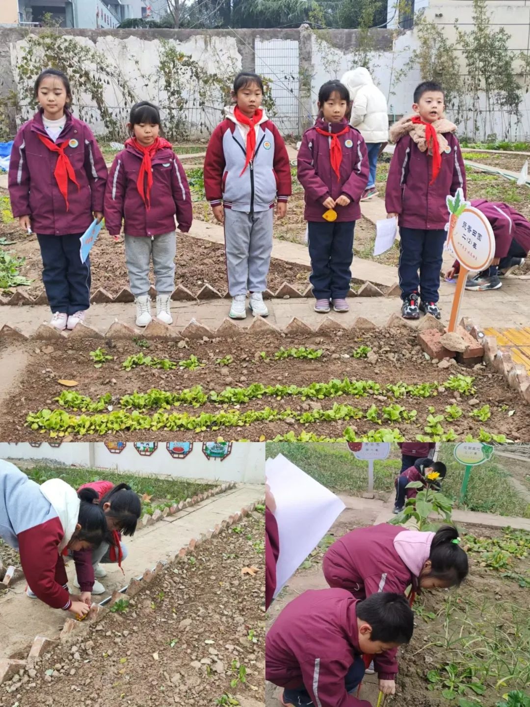 西安市未央区枣园小学：数学与劳动完美结合，孩子们在农垦园里开启数学探秘之旅  第6张