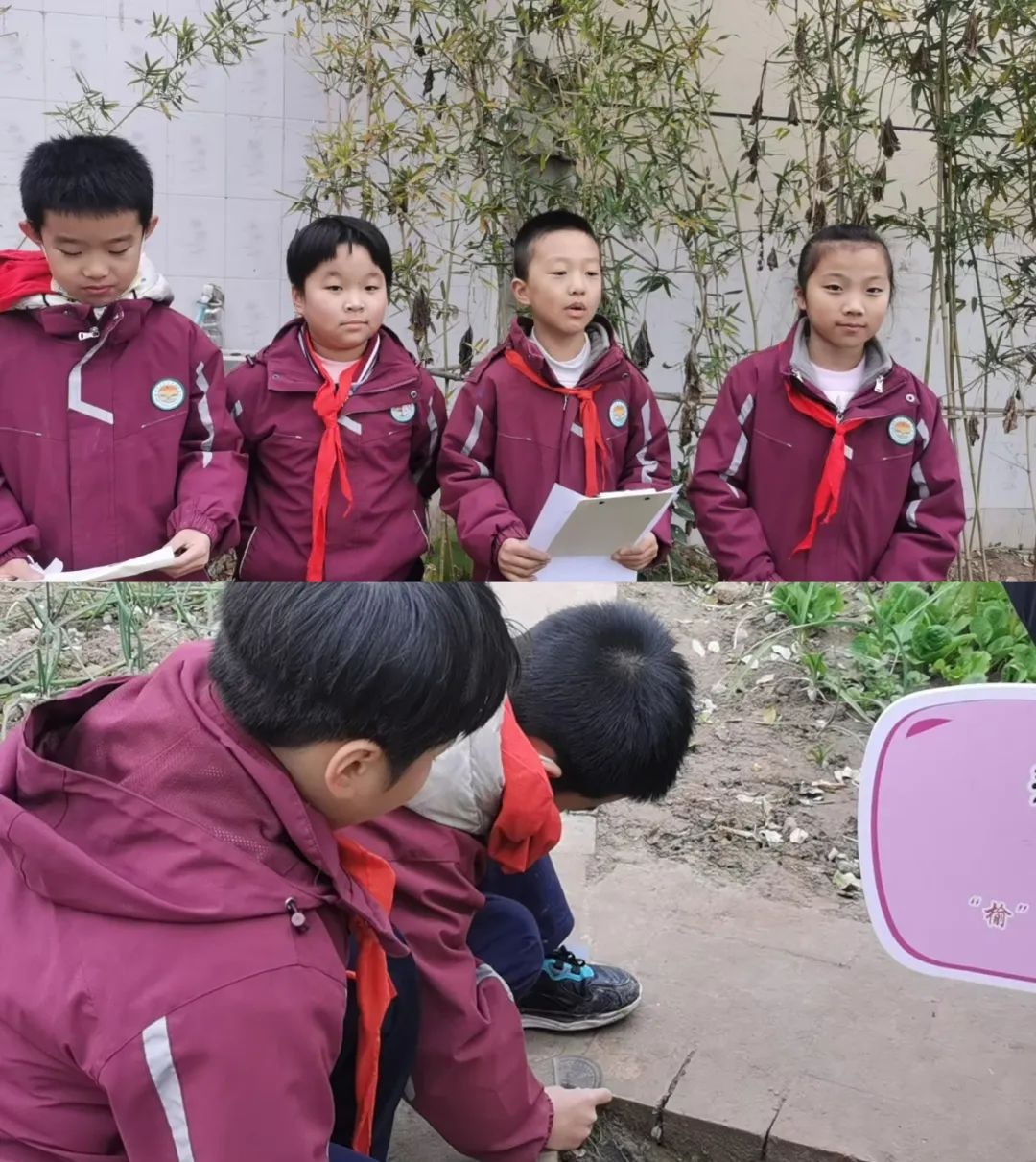 西安市未央区枣园小学：数学与劳动完美结合，孩子们在农垦园里开启数学探秘之旅  第7张