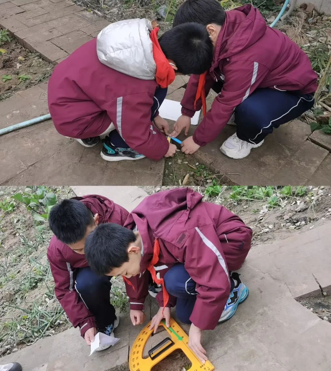 西安市未央区枣园小学：数学与劳动完美结合，孩子们在农垦园里开启数学探秘之旅  第8张