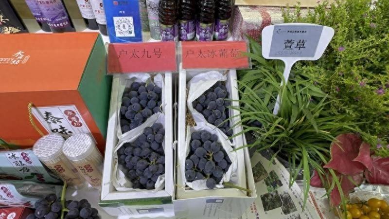 一年结五次果的户太九号冰葡萄，你吃过吗？  第1张