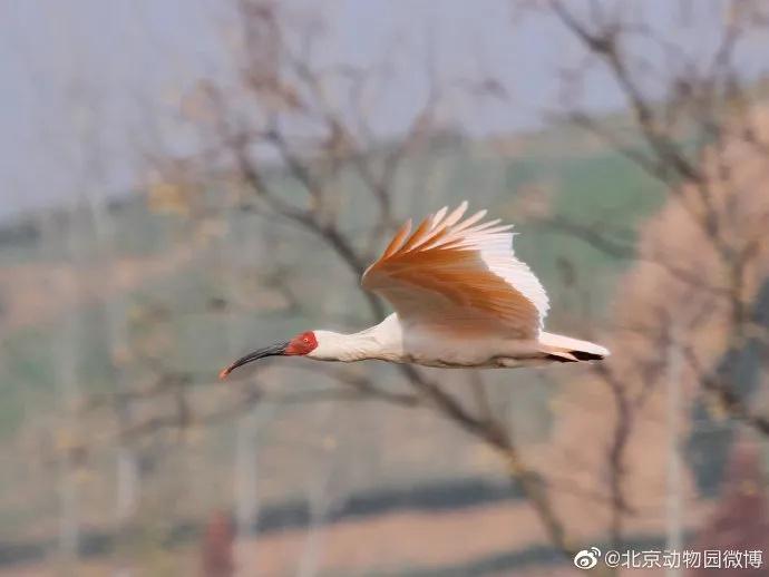 时隔 8 年，16 只鸟中东方宝石朱鹮即将踏上归乡之旅  第2张