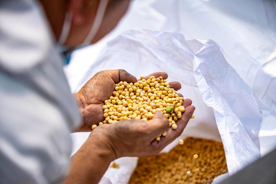 金秋十月，大豆摇铃！1100 亩育种试验田，亩产最高达 290 公斤  第4张