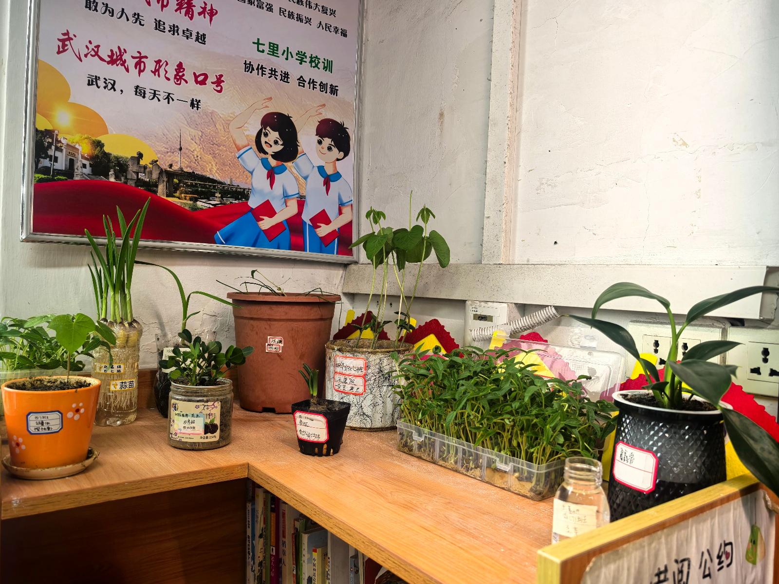 语以观察，劳育成长！七里小学这场语文实践活动太有趣了  第2张