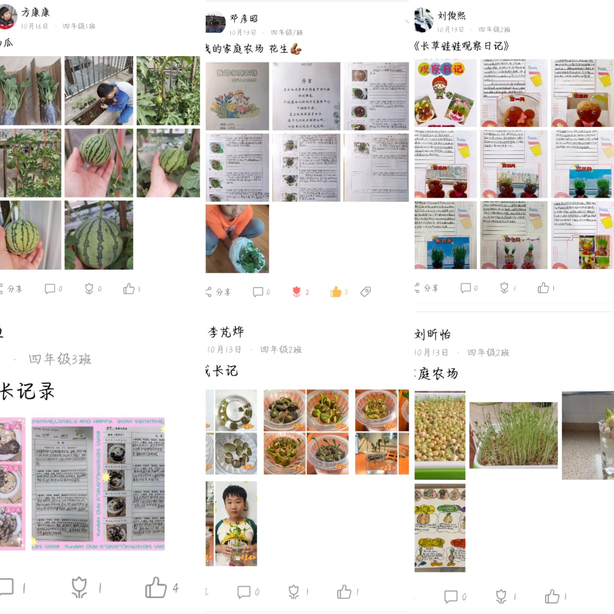 语以观察，劳育成长！七里小学这场语文实践活动太有趣了  第4张
