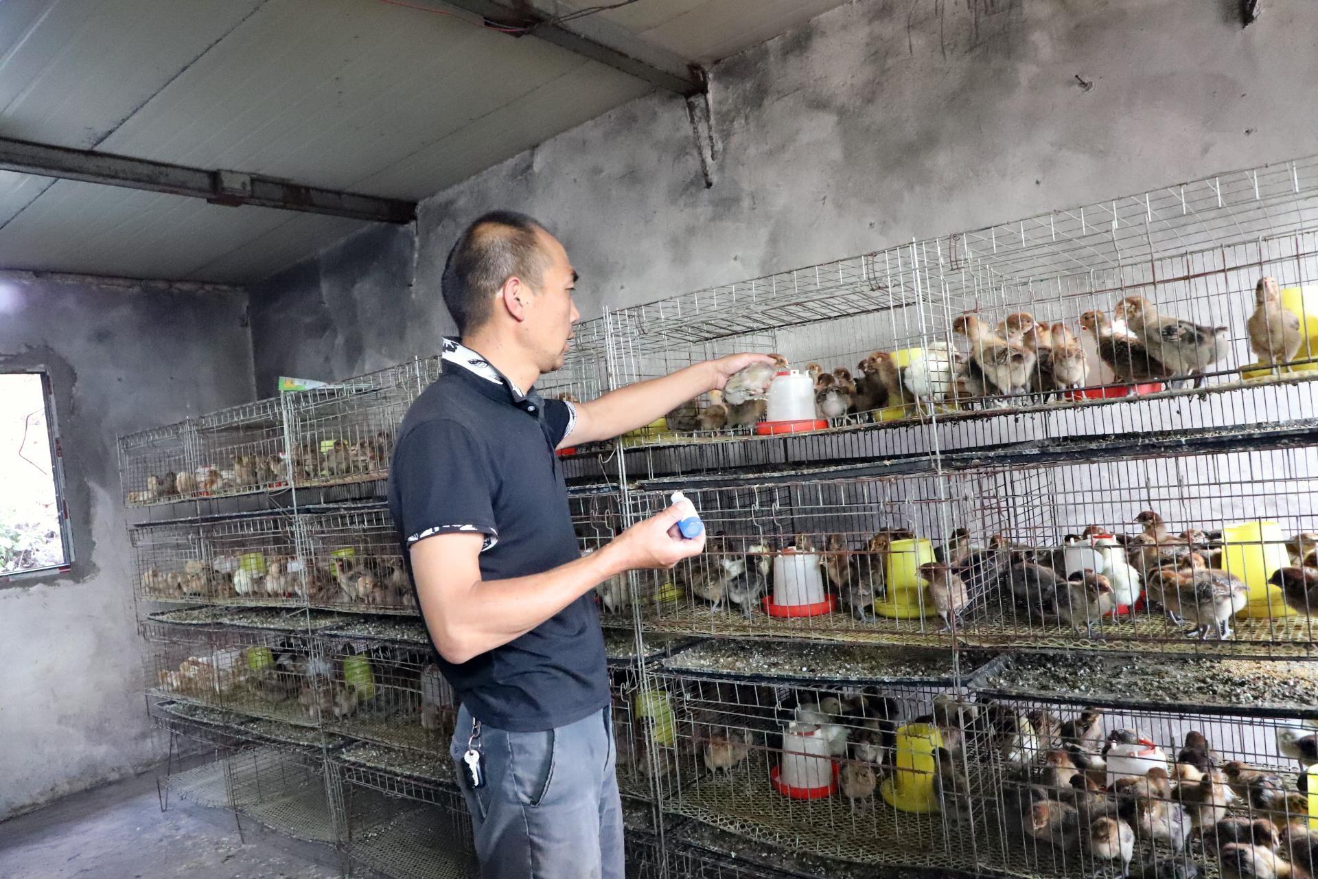 乡村振兴新机遇！巧家县林下养鸡，带领群众走向致富路  第3张