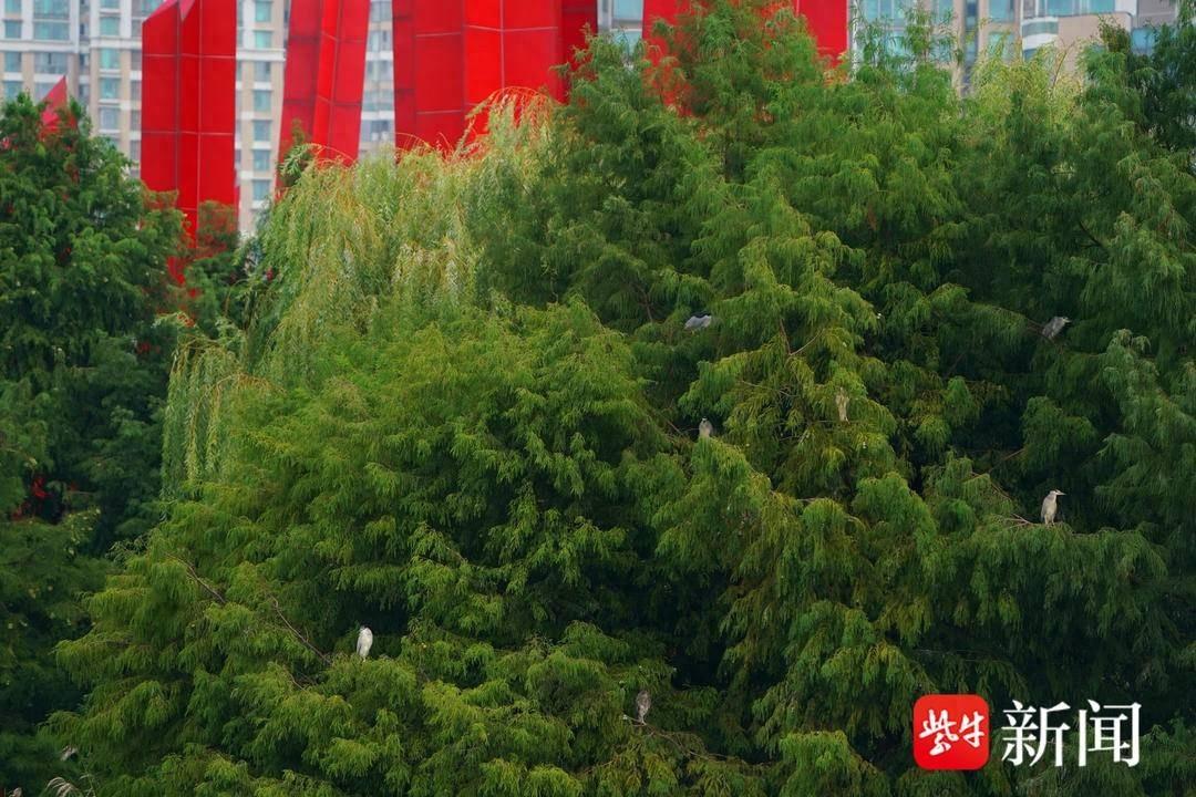 南京城区生态环境好到什么程度？连鹭鸟都来安家了  第1张
