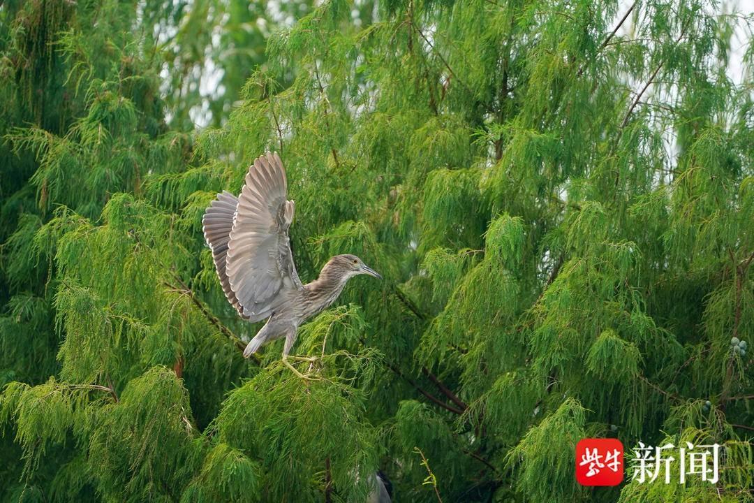 南京城区生态环境好到什么程度？连鹭鸟都来安家了  第3张