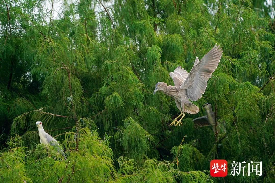 南京城区生态环境好到什么程度？连鹭鸟都来安家了  第4张