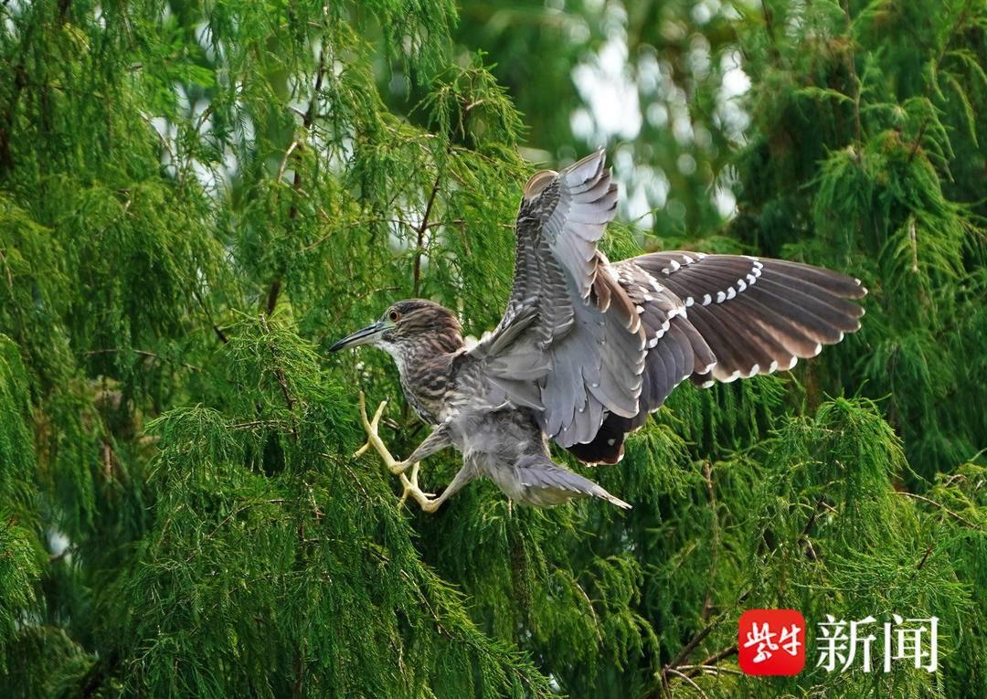南京城区生态环境好到什么程度？连鹭鸟都来安家了  第5张