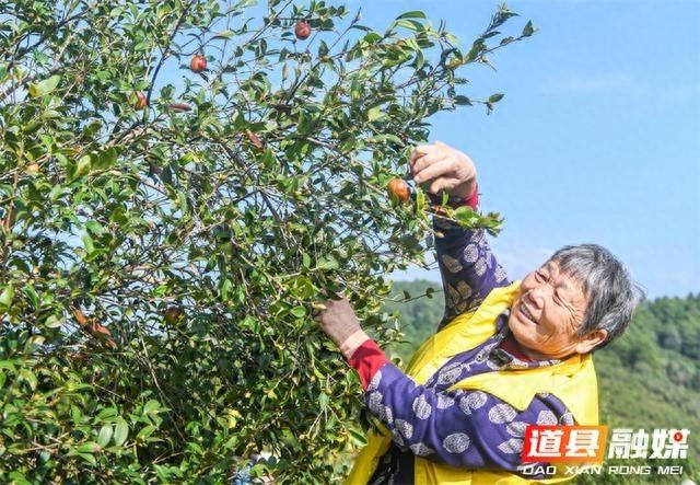 180 亩油茶大丰收！道县茶农喜笑颜开，政府助力采摘秩序  第1张