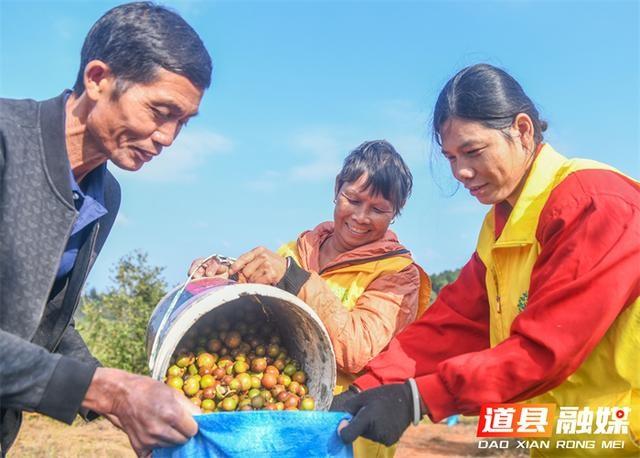 180 亩油茶大丰收！道县茶农喜笑颜开，政府助力采摘秩序  第2张