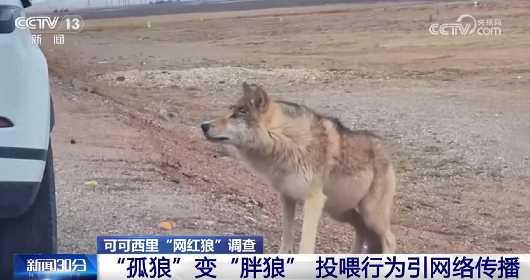可可西里野狼变胖狗，狼狗进化背后的生态隐忧  第1张