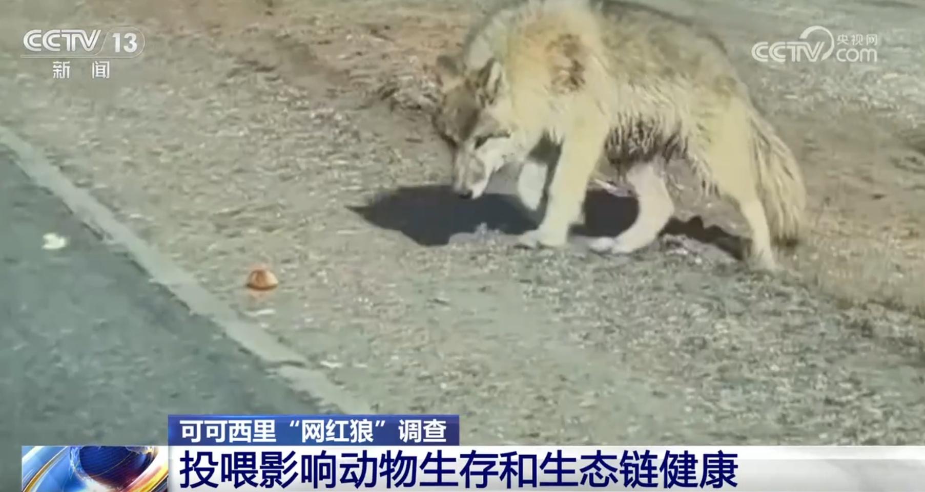 可可西里野狼变胖狗，狼狗进化背后的生态隐忧  第3张