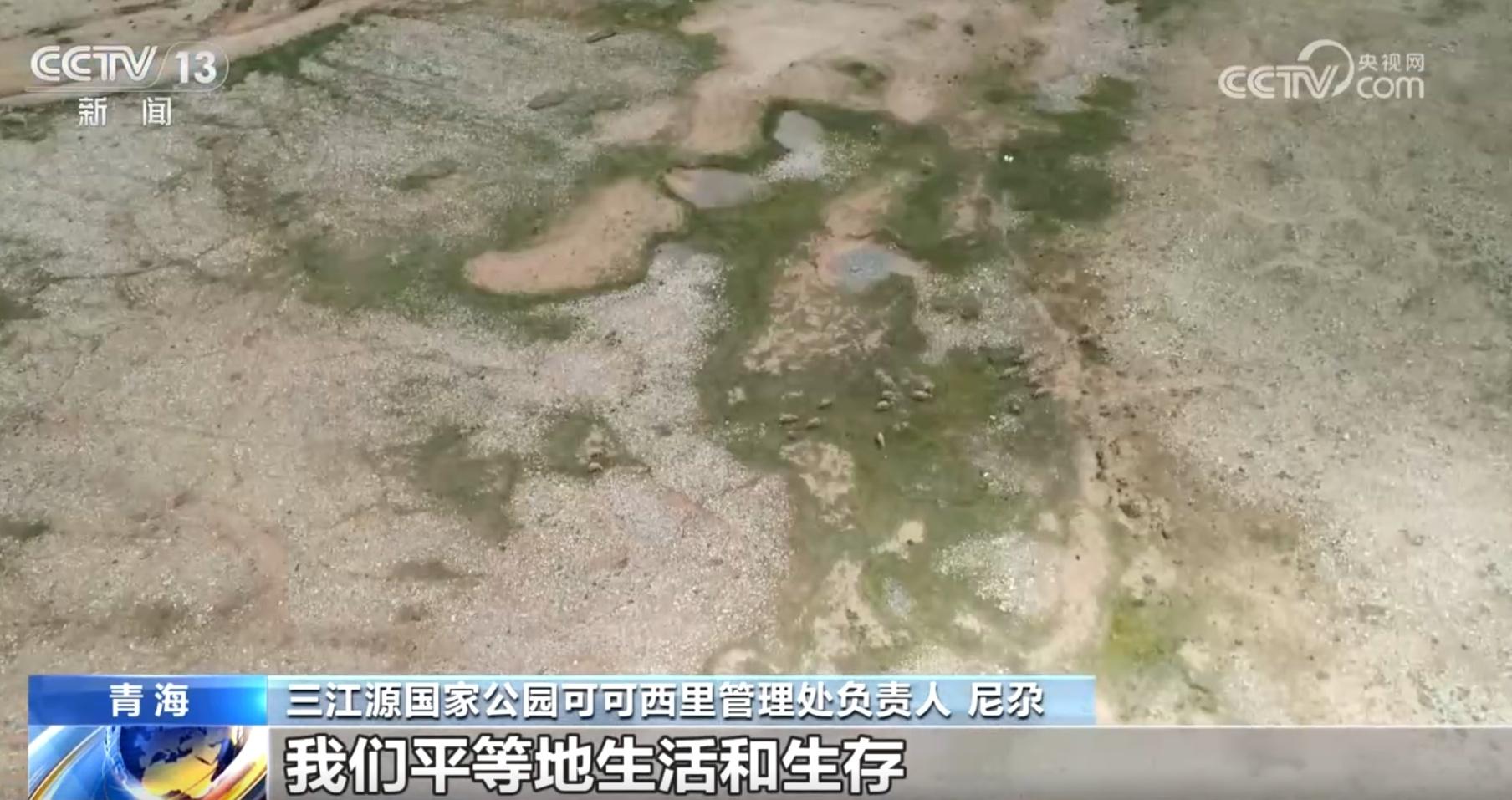 可可西里野狼变胖狗，狼狗进化背后的生态隐忧  第6张