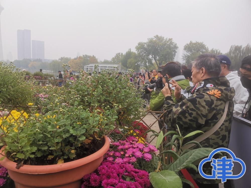 2 万余盆菊花亮相天津水上公园，你还不来一饱眼福？  第2张