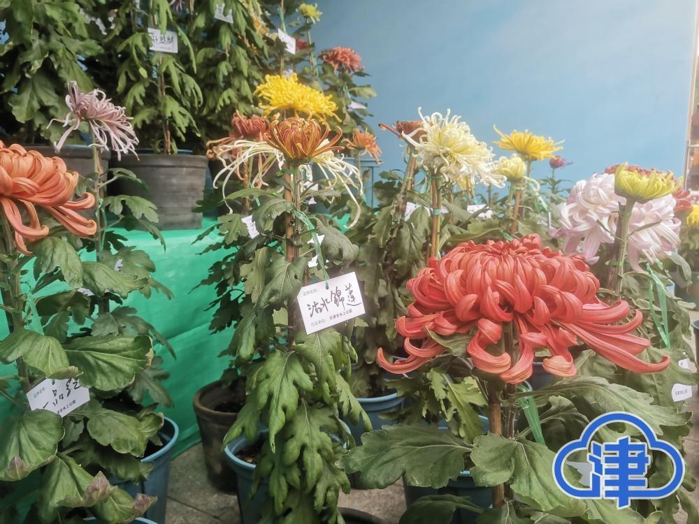 2 万余盆菊花亮相天津水上公园，你还不来一饱眼福？  第4张