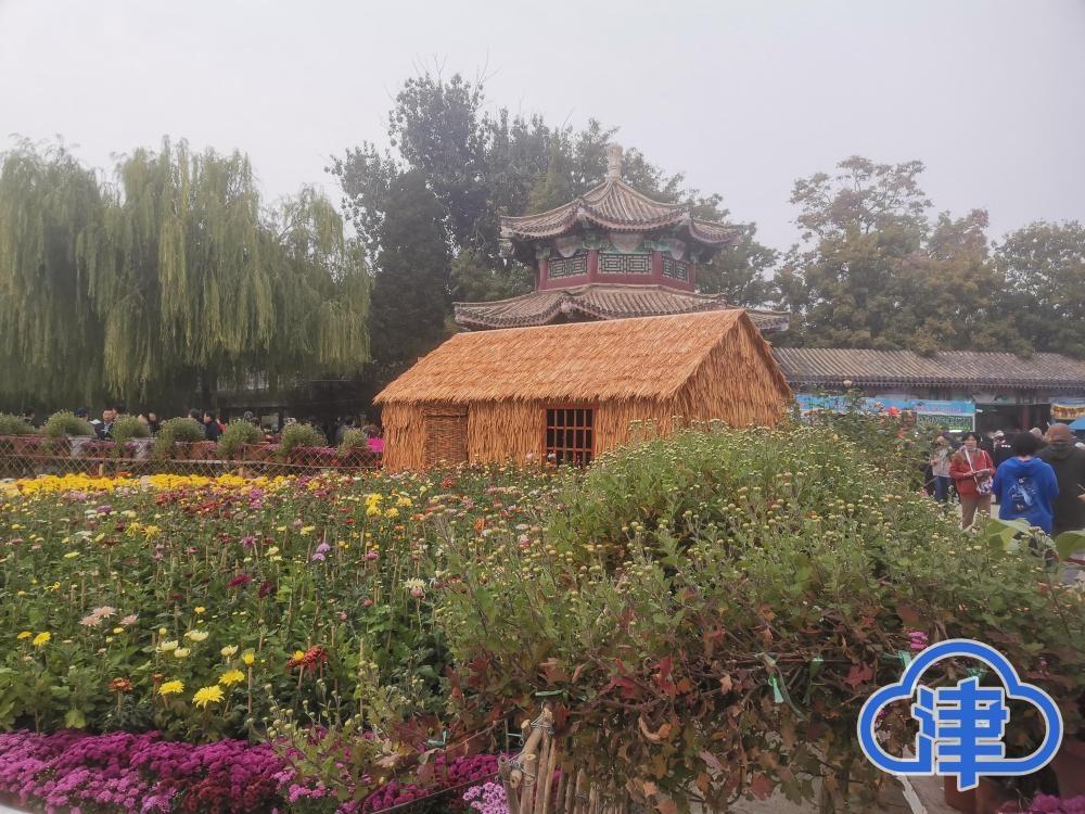 2 万余盆菊花亮相天津水上公园，你还不来一饱眼福？  第5张