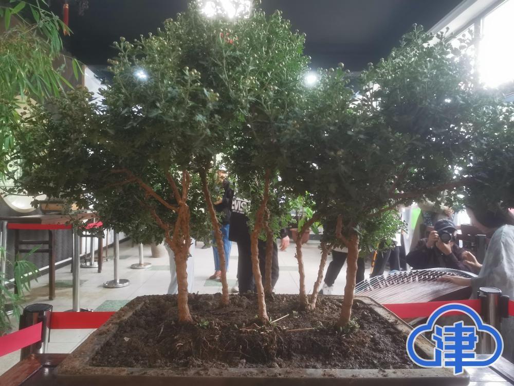 2 万余盆菊花亮相天津水上公园，你还不来一饱眼福？  第6张