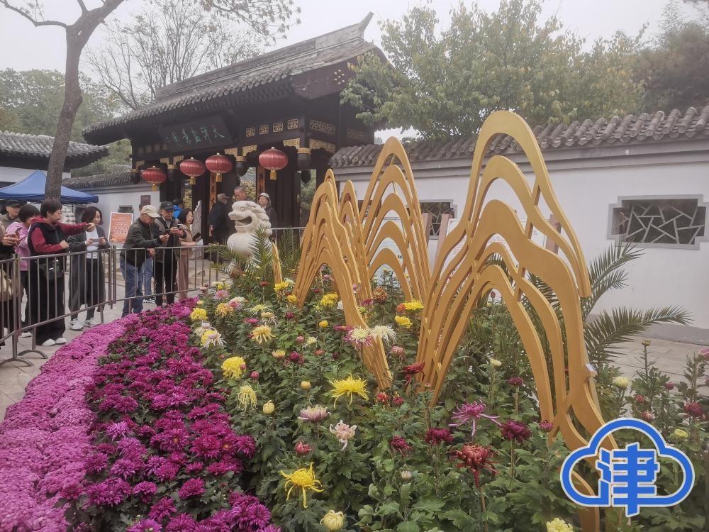 2 万余盆菊花亮相天津水上公园，你还不来一饱眼福？  第7张