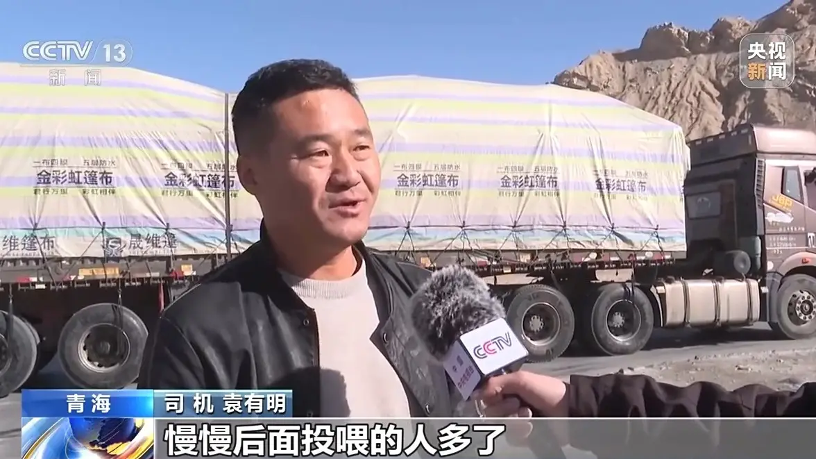 可可西里野狼进化成狗，背后原因引人深思  第1张