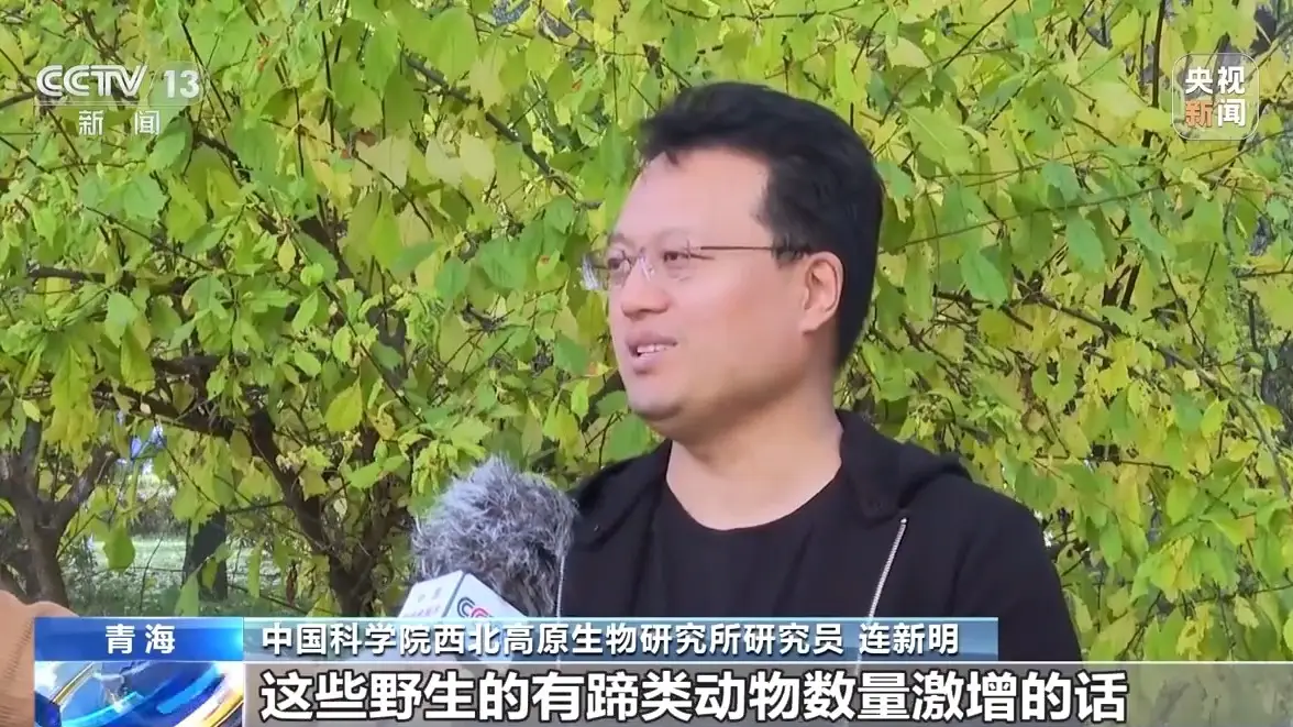 可可西里野狼进化成狗，背后原因引人深思  第3张