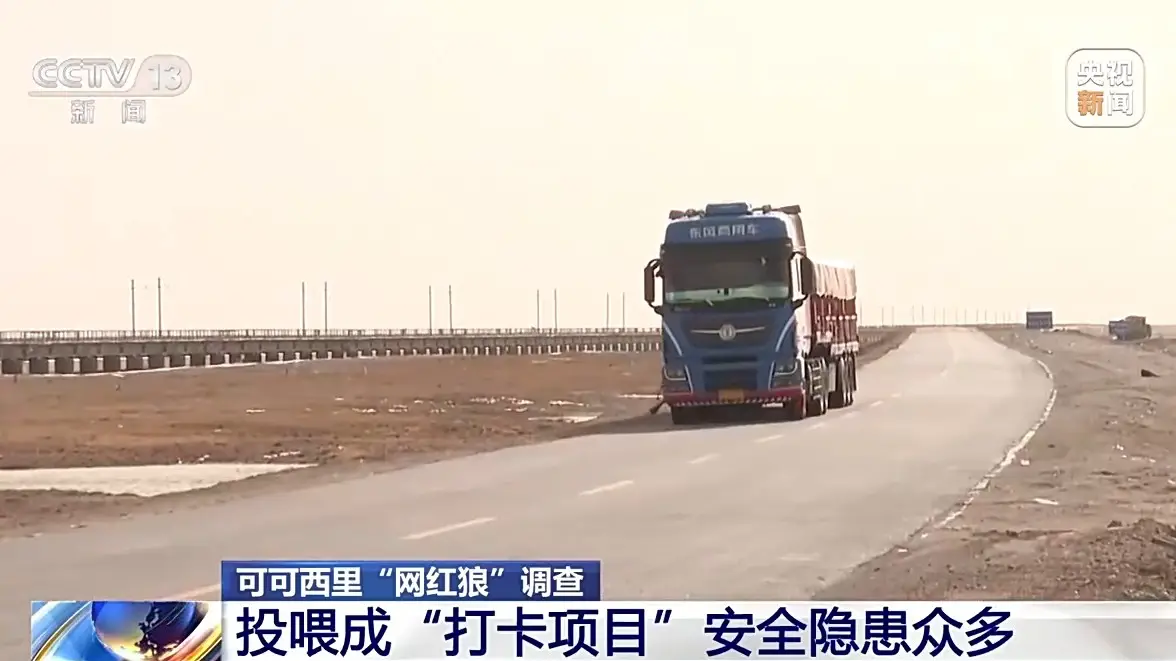 可可西里野狼进化成狗，背后原因引人深思  第4张