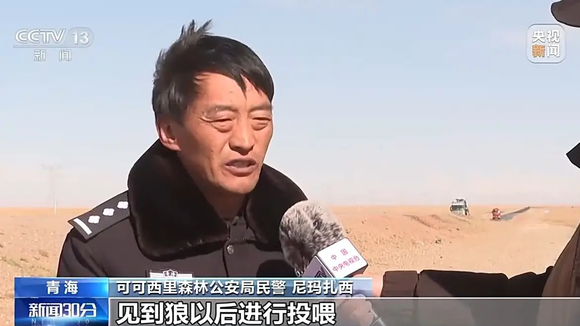 可可西里野狼进化成狗，背后原因引人深思  第5张
