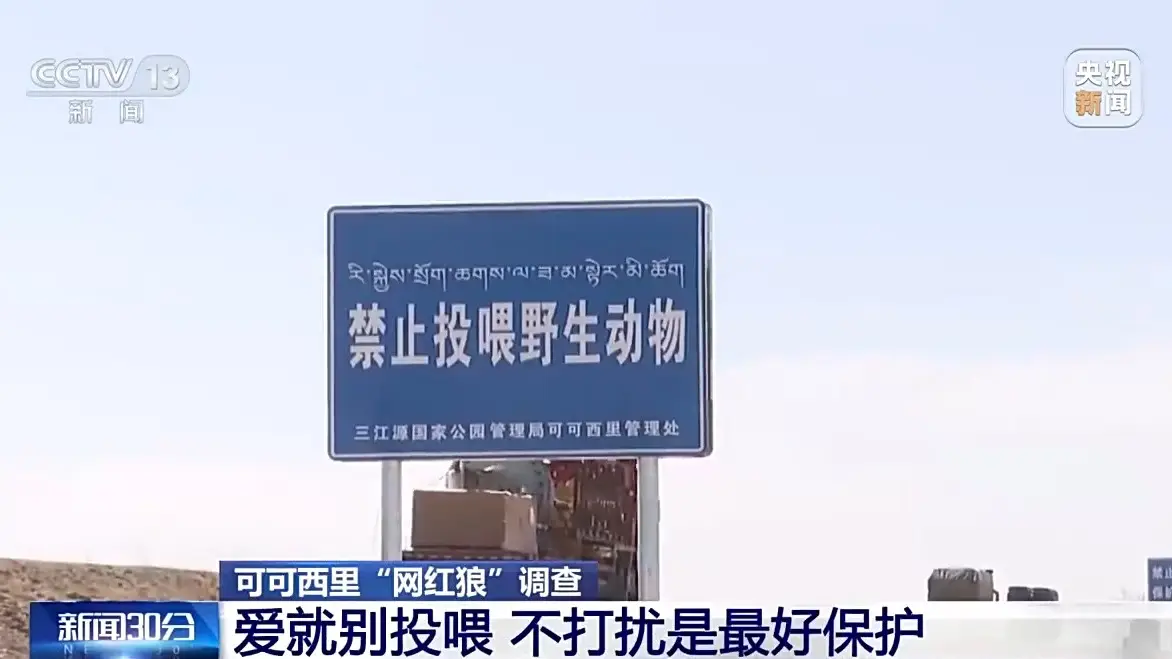 可可西里野狼进化成狗，背后原因引人深思  第6张