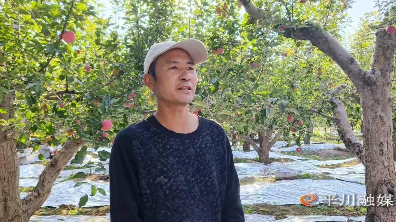 3.3 万余亩马铃薯丰收！机械化作业助力平川区现代农业蓬勃发展  第9张