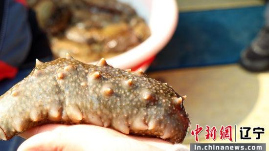 3 万余亩国家级海洋牧场海参产量将达 3000 万斤！平岛开启立体化养殖新模式  第3张
