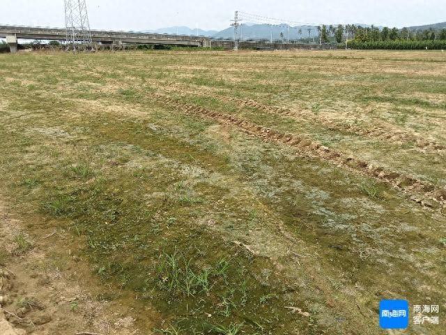 院士村长带来木霉生物有机肥，豇豆种植底气足，地力提升产量高  第1张