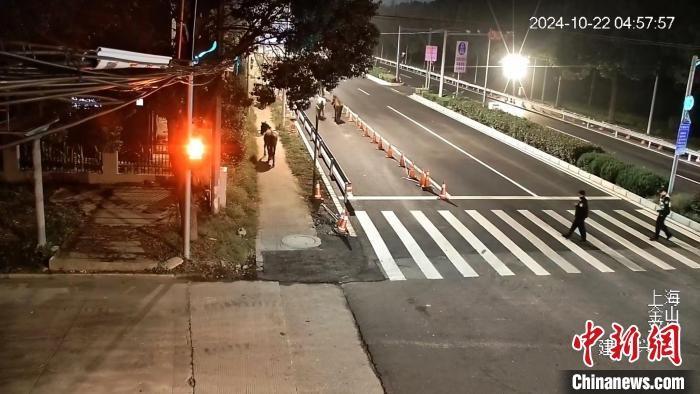 七匹马深夜溜到上海街头悠闲散步，背后原因让人哭笑不得  第2张