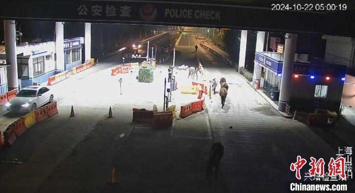 七匹马深夜溜到上海街头悠闲散步，背后原因让人哭笑不得  第3张