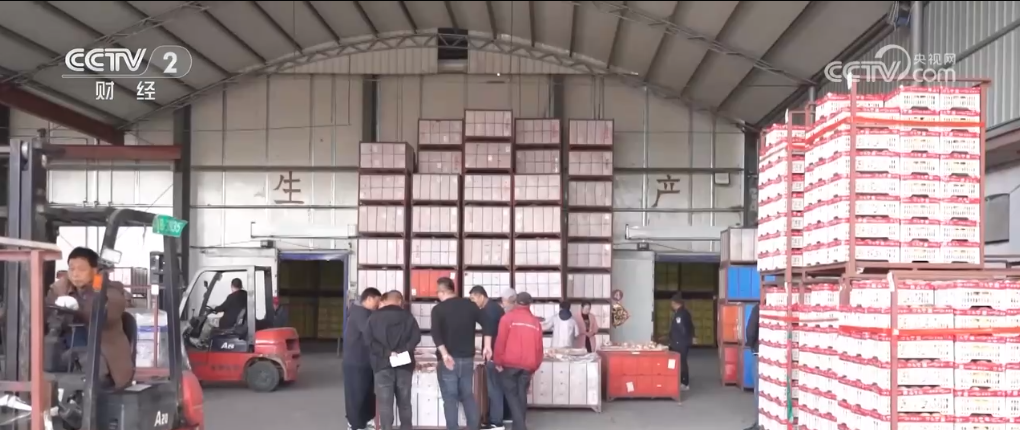 2 万亩冬桃丰收！万斤产量、政府助力，山东莱西的果农笑开颜  第4张