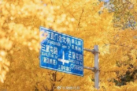 京城银杏季已上线！600 岁古银杏、奥森银杏林、三里屯银杏大道等你来  第4张