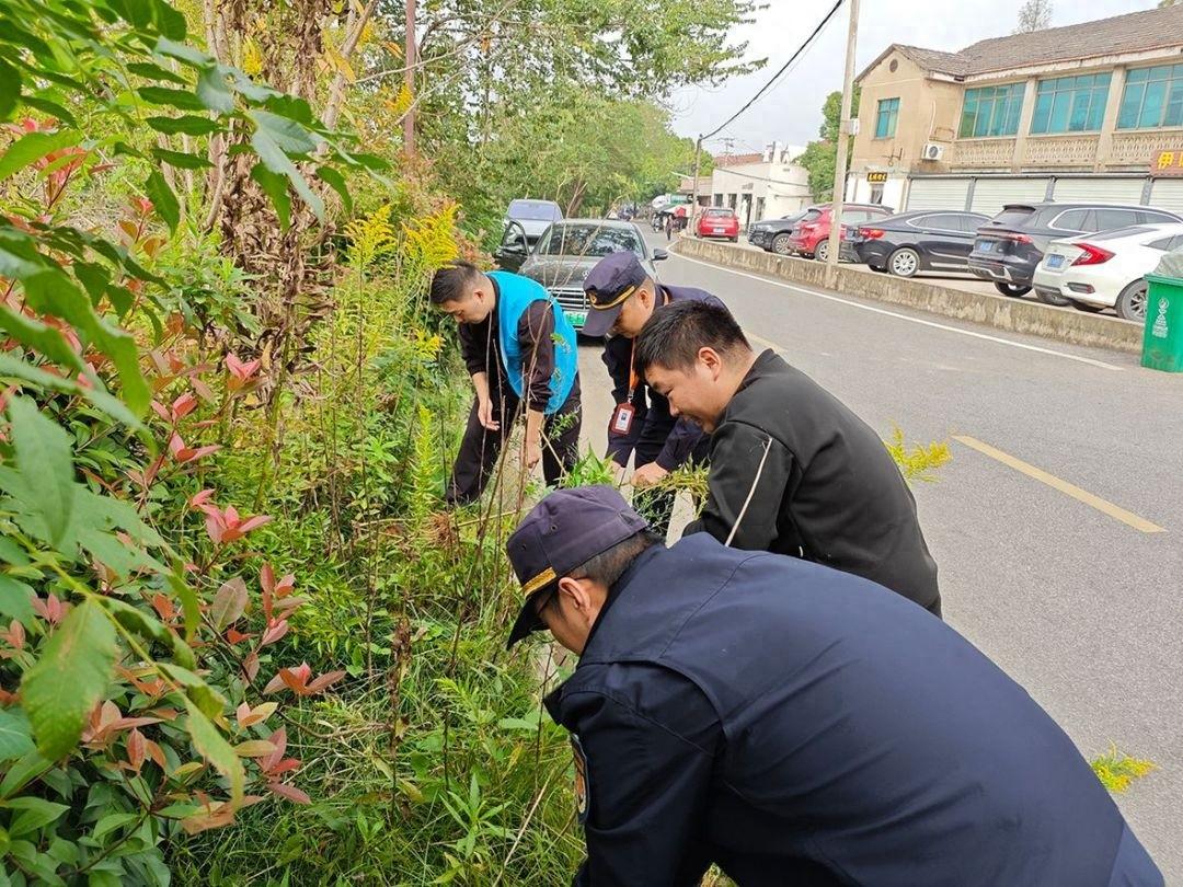 长兴县执法局联合多部门集中清理加拿大一枝黄花，守护美丽家园  第1张